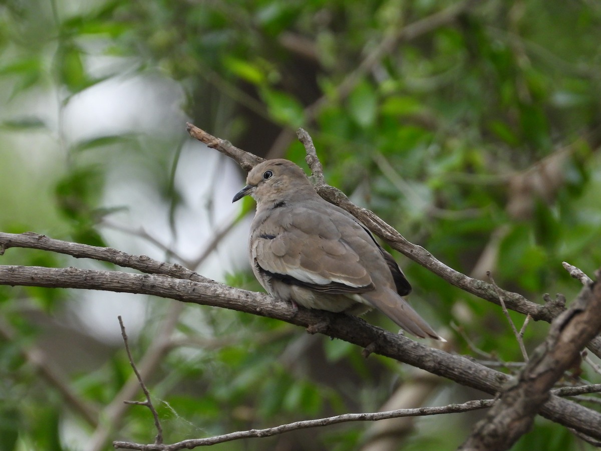 Picui Ground Dove - ML615967953