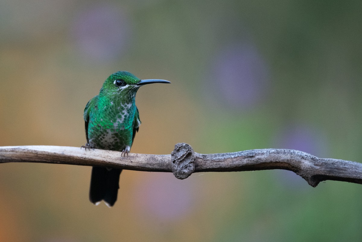 Green-crowned Brilliant - Philippe Hénault