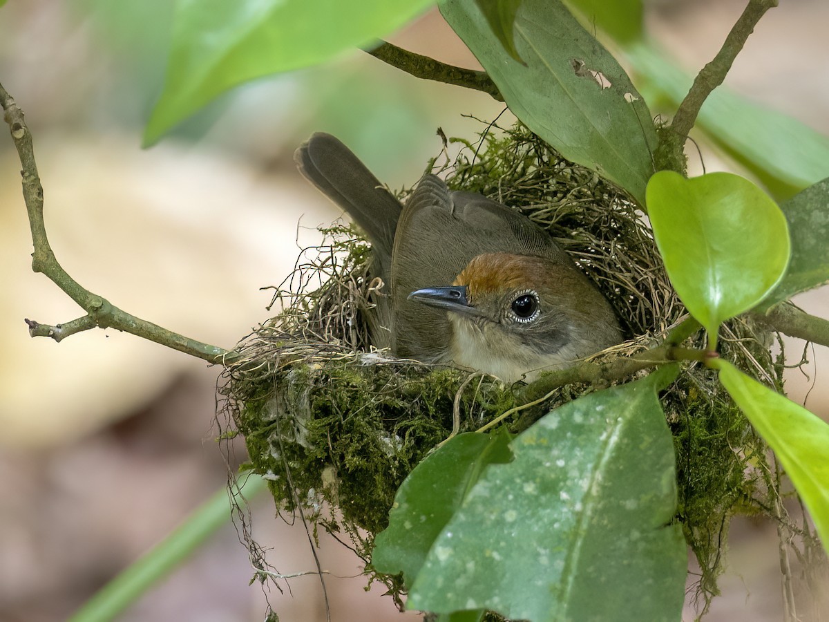 Plain Antvireo - ML615967992