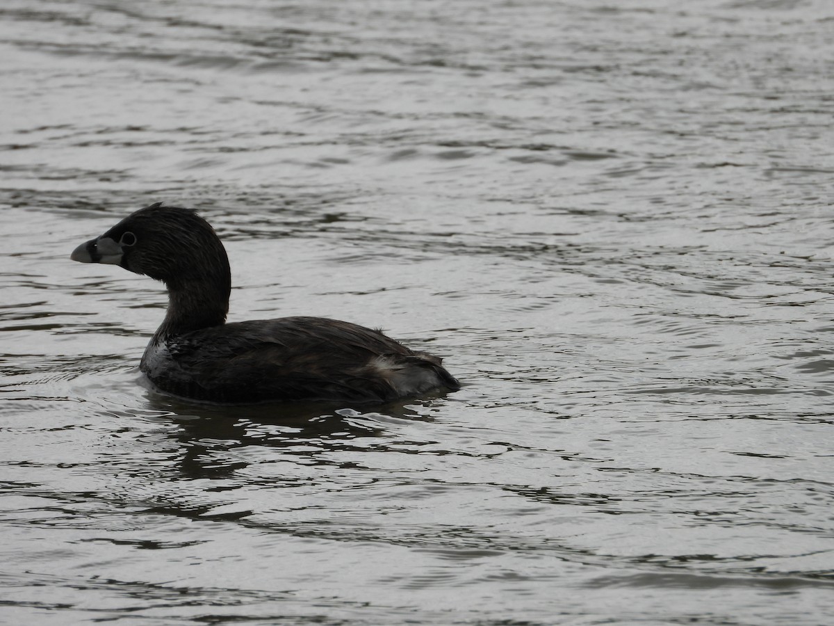 Pied-billed Grebe - ML615968010