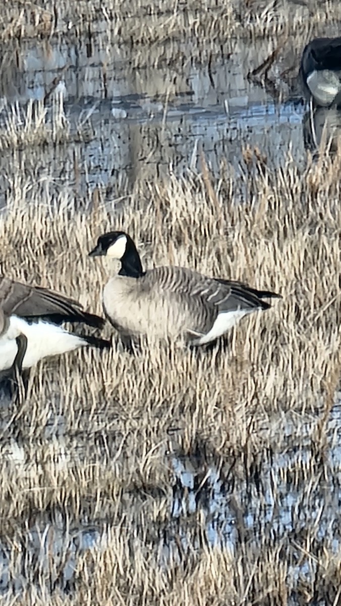 Cackling Goose - ML615968046