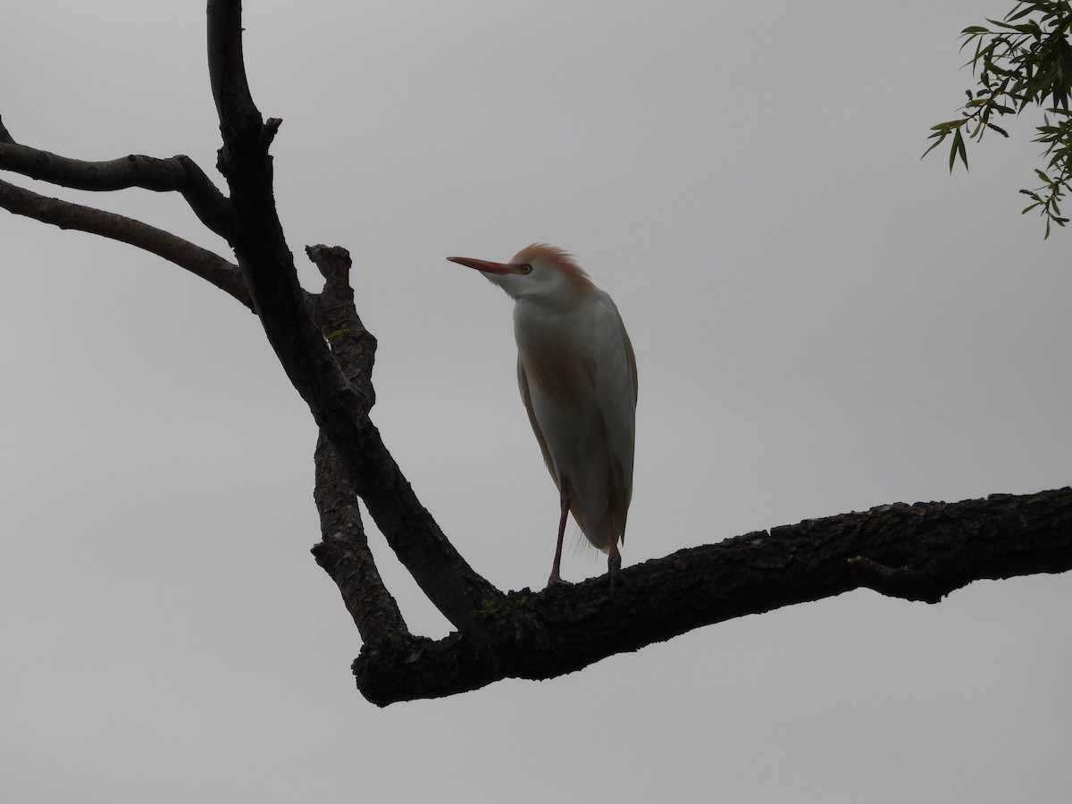 Western Cattle Egret - ML615968049