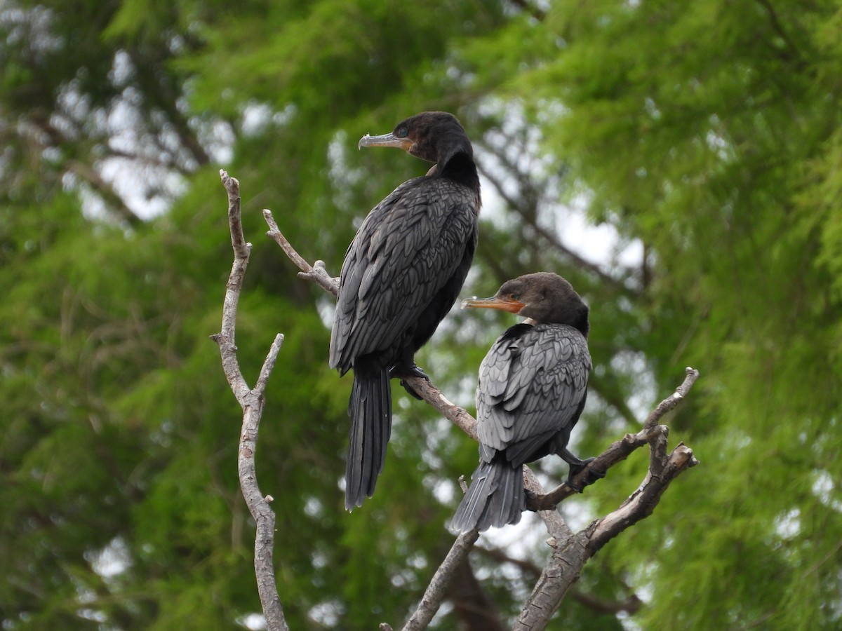 Neotropic Cormorant - ML615968078