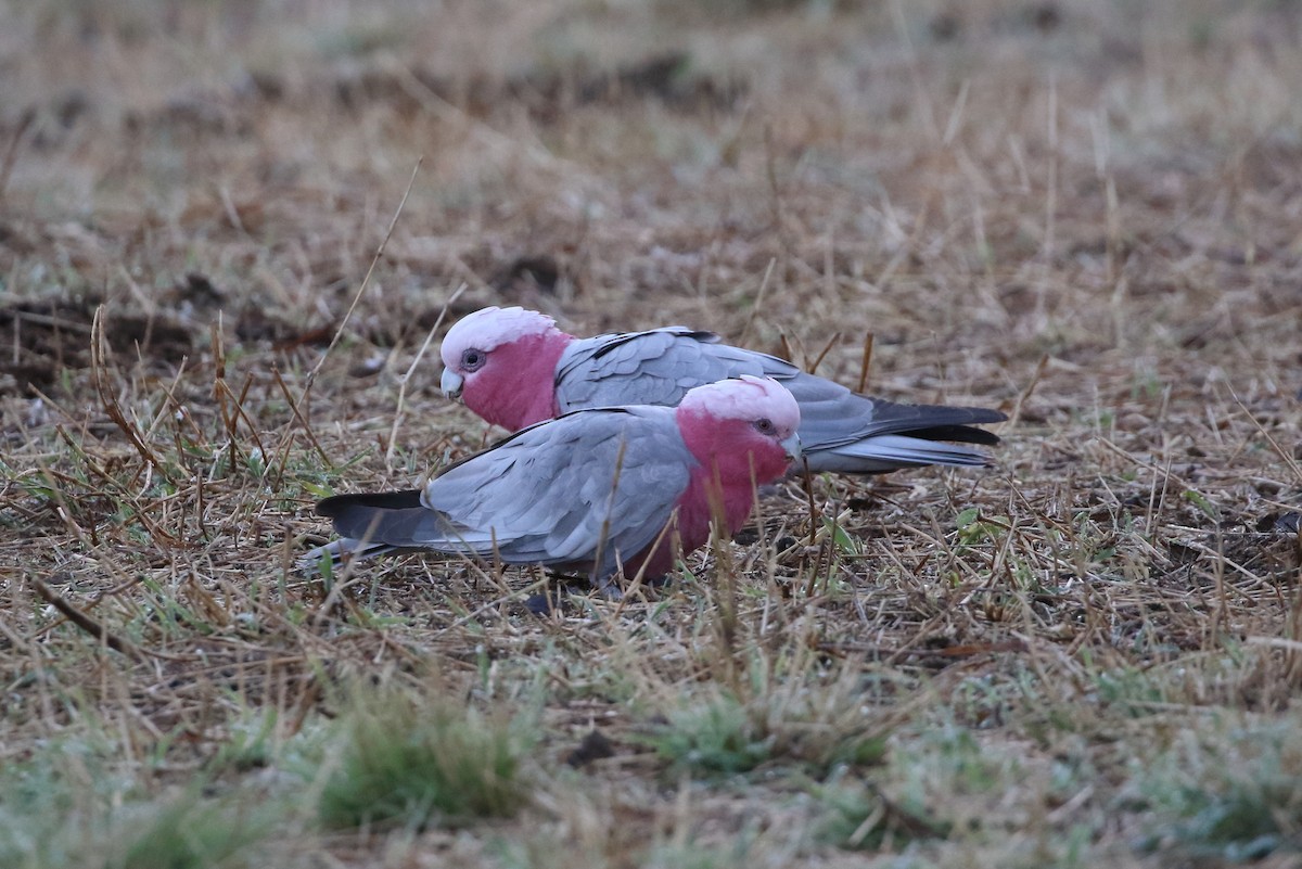 Galah - ML615968083