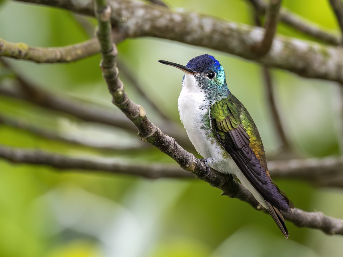 Andean Emerald - Andres Vasquez Noboa