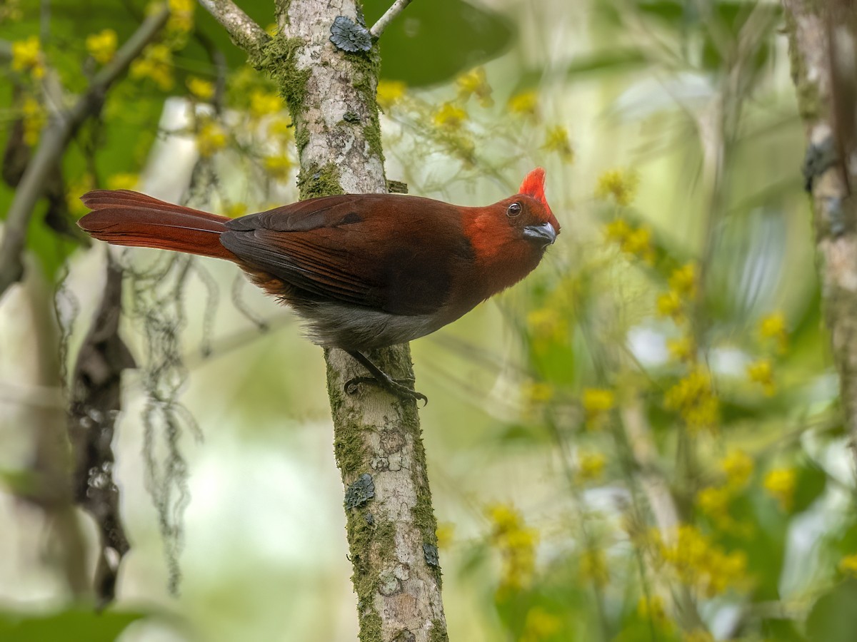 Crested Ant-Tanager - Andres Vasquez Noboa