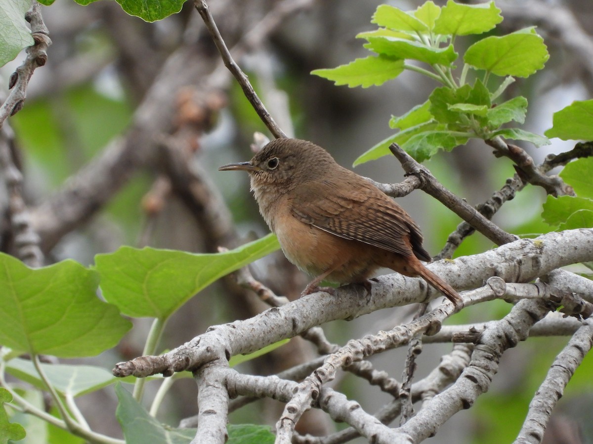 Chochín Criollo - ML615968105