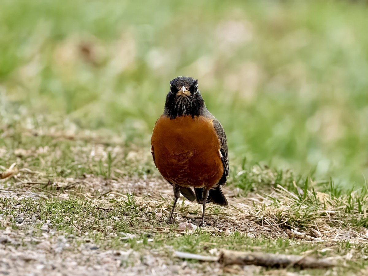 American Robin - ML615968108