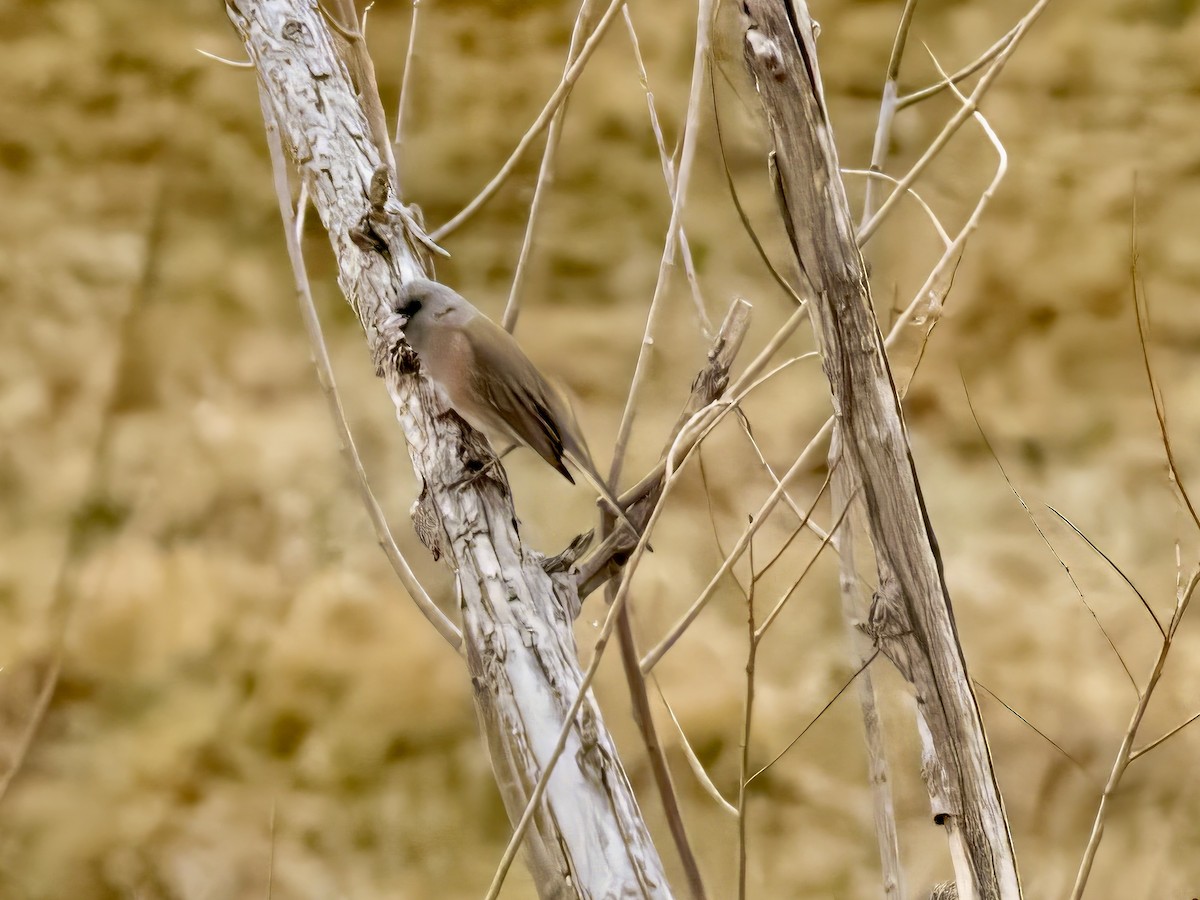 Dark-eyed Junco - ML615968115