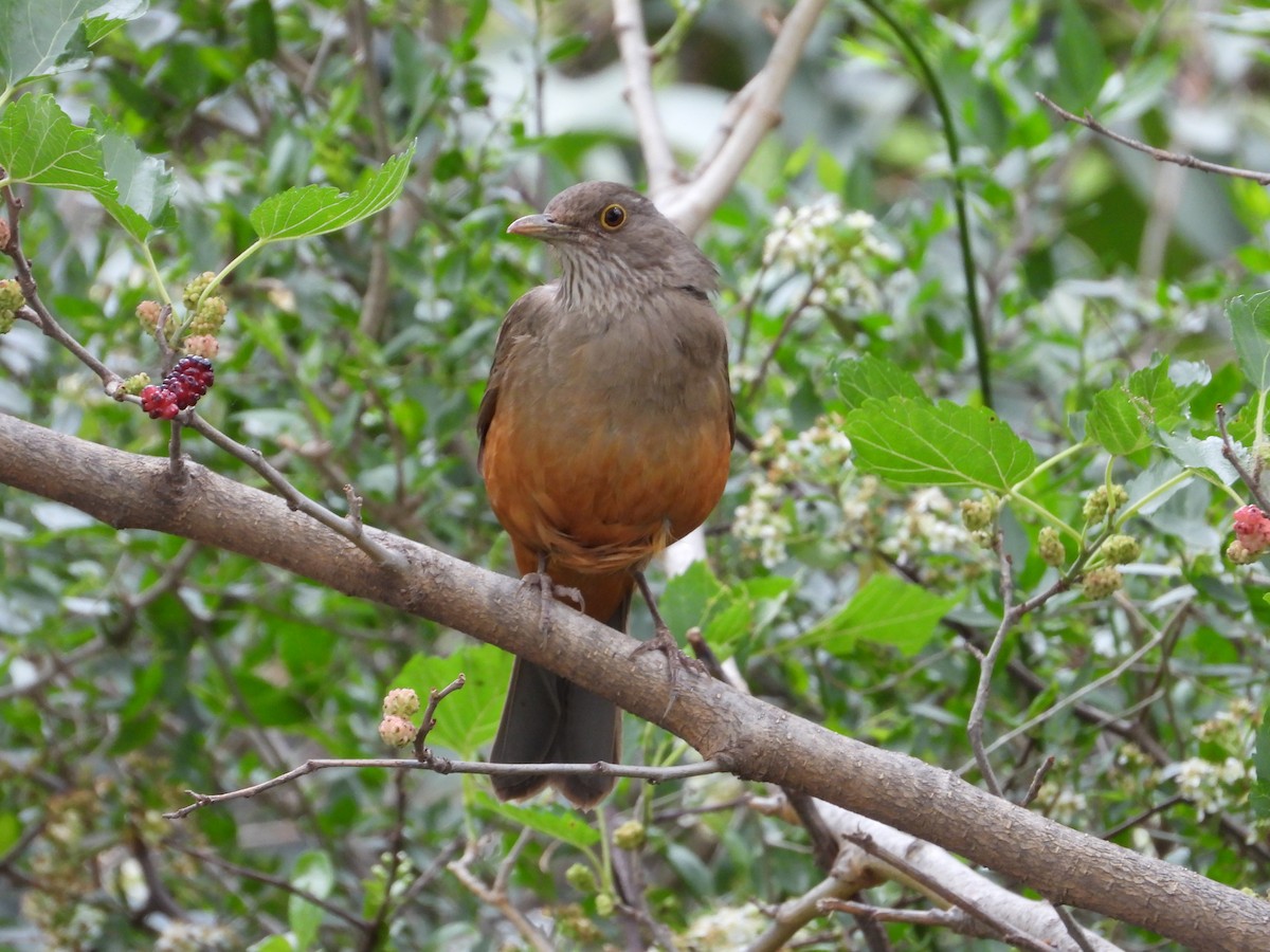 Rufous-bellied Thrush - ML615968119