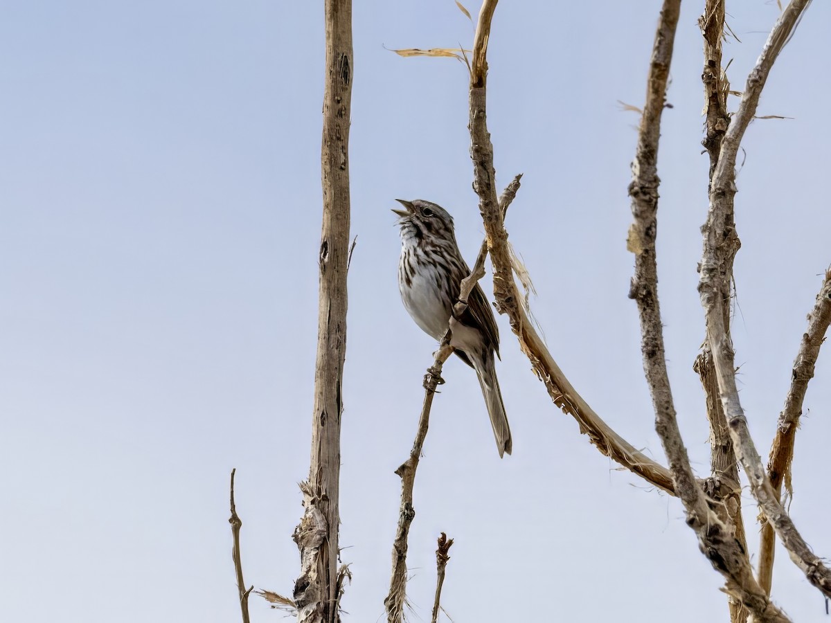 Song Sparrow - ML615968128