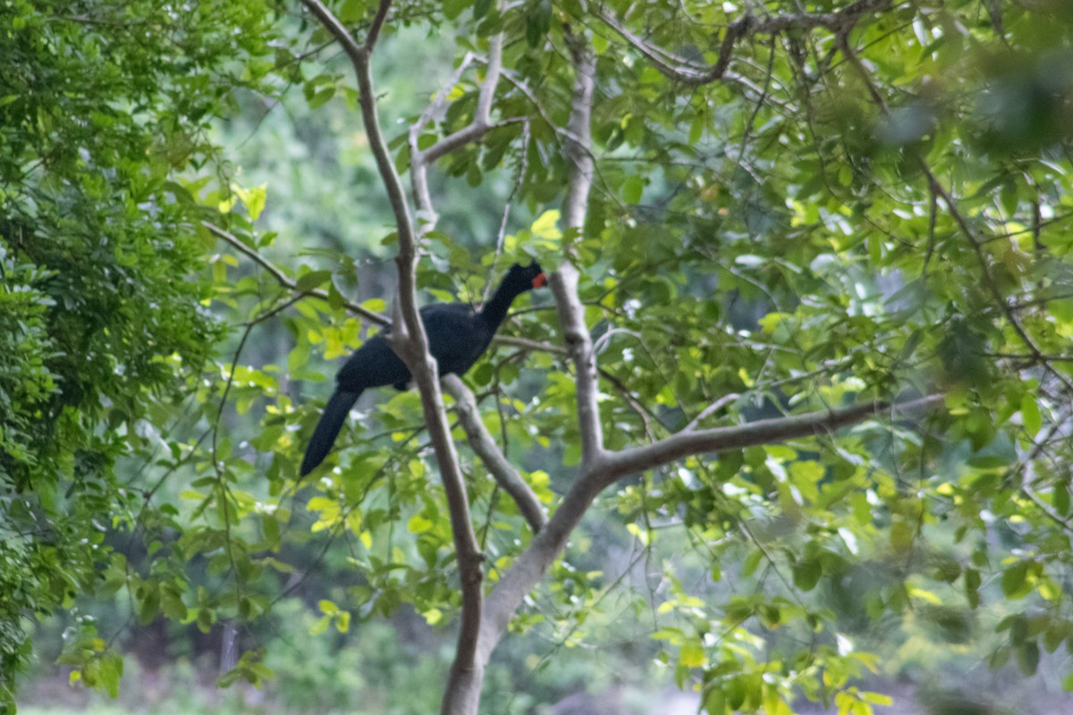 Red-billed Curassow - ML615968140