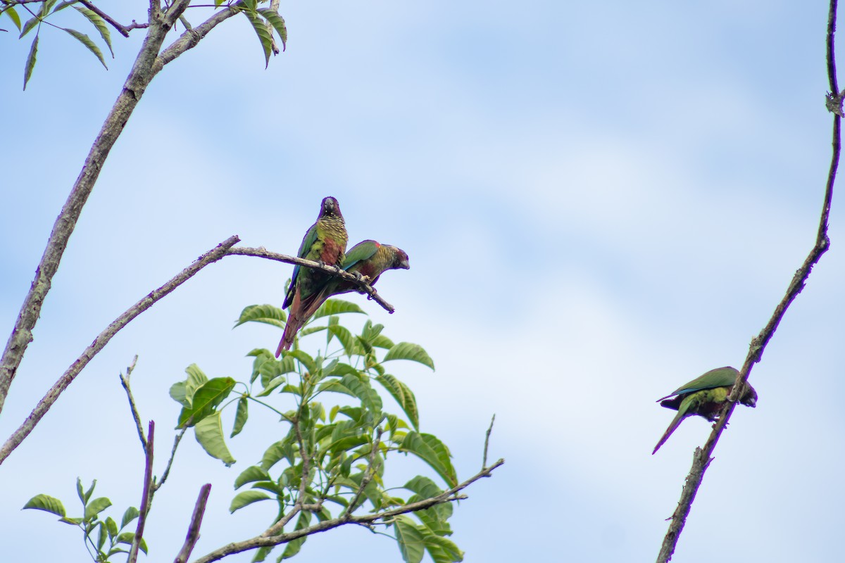 Maroon-faced Parakeet - Francisco Valdevino Bezerra Neto