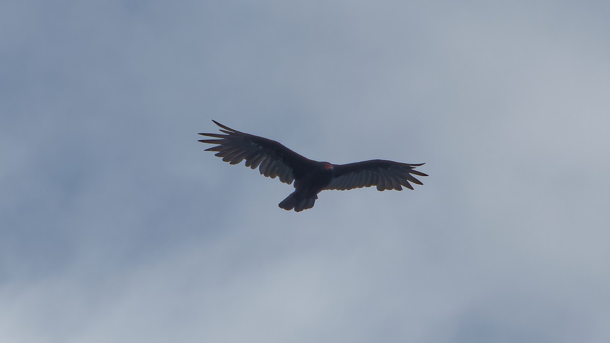 Turkey Vulture - ML615968251