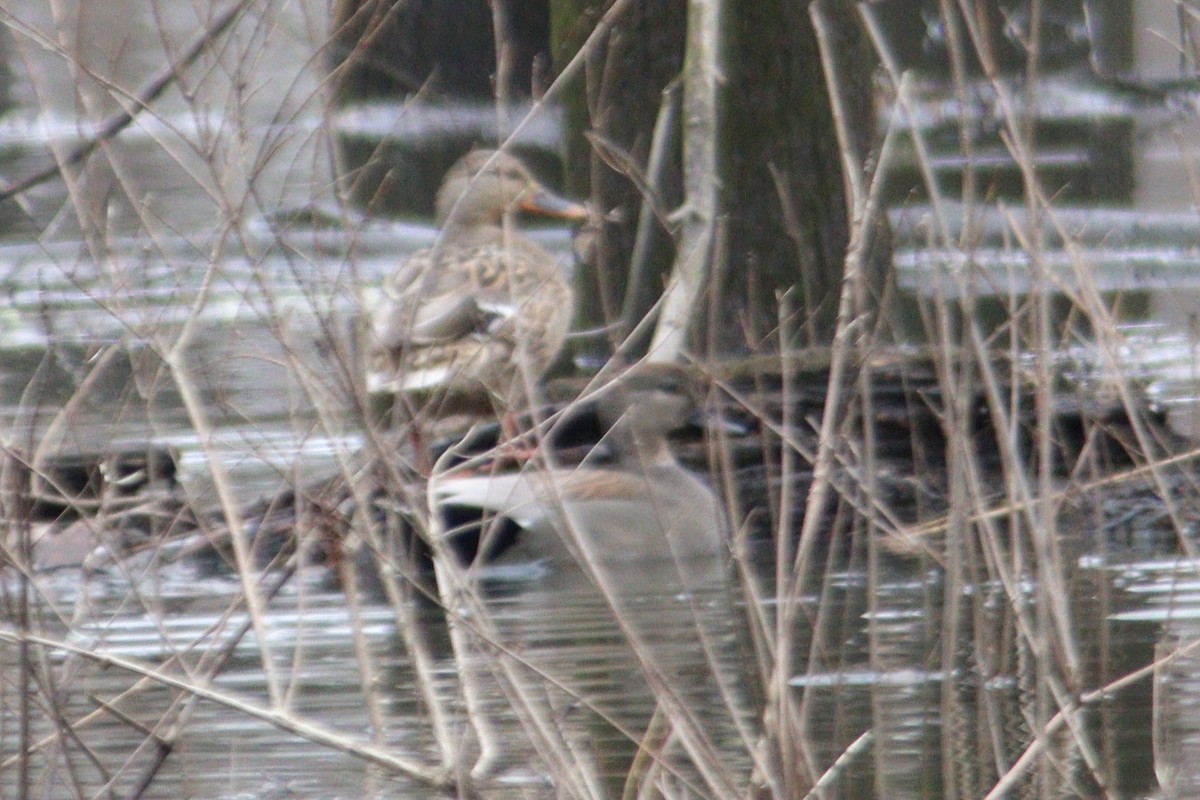 Gadwall - James Teitgen