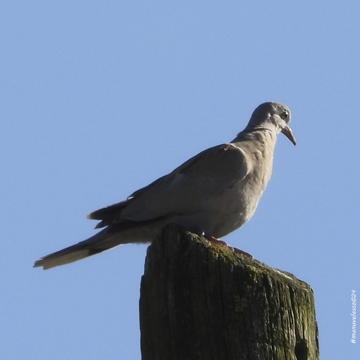Eurasian Collared-Dove - ML615968369