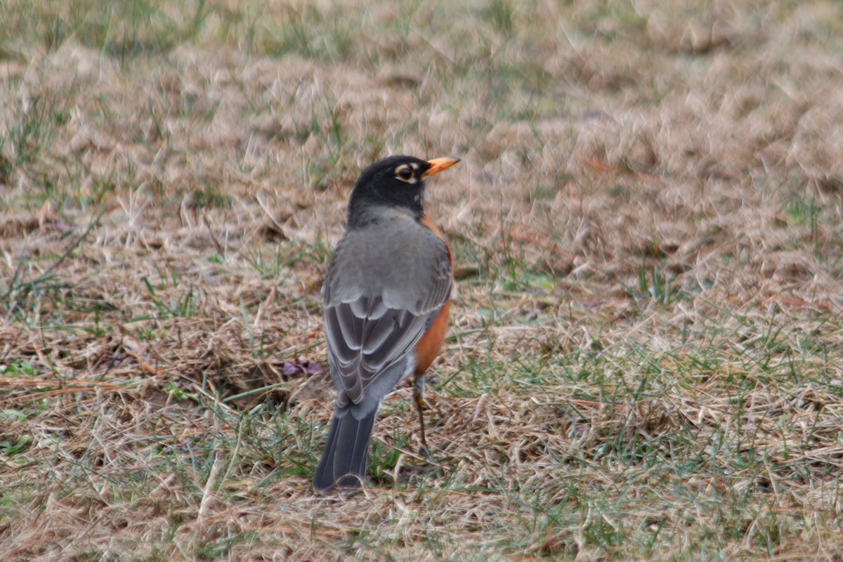 American Robin - ML615968380