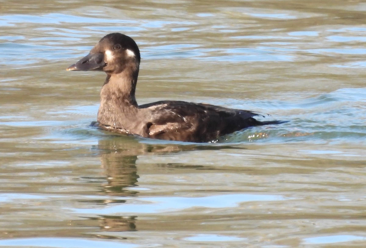 Surf Scoter - ML615968392