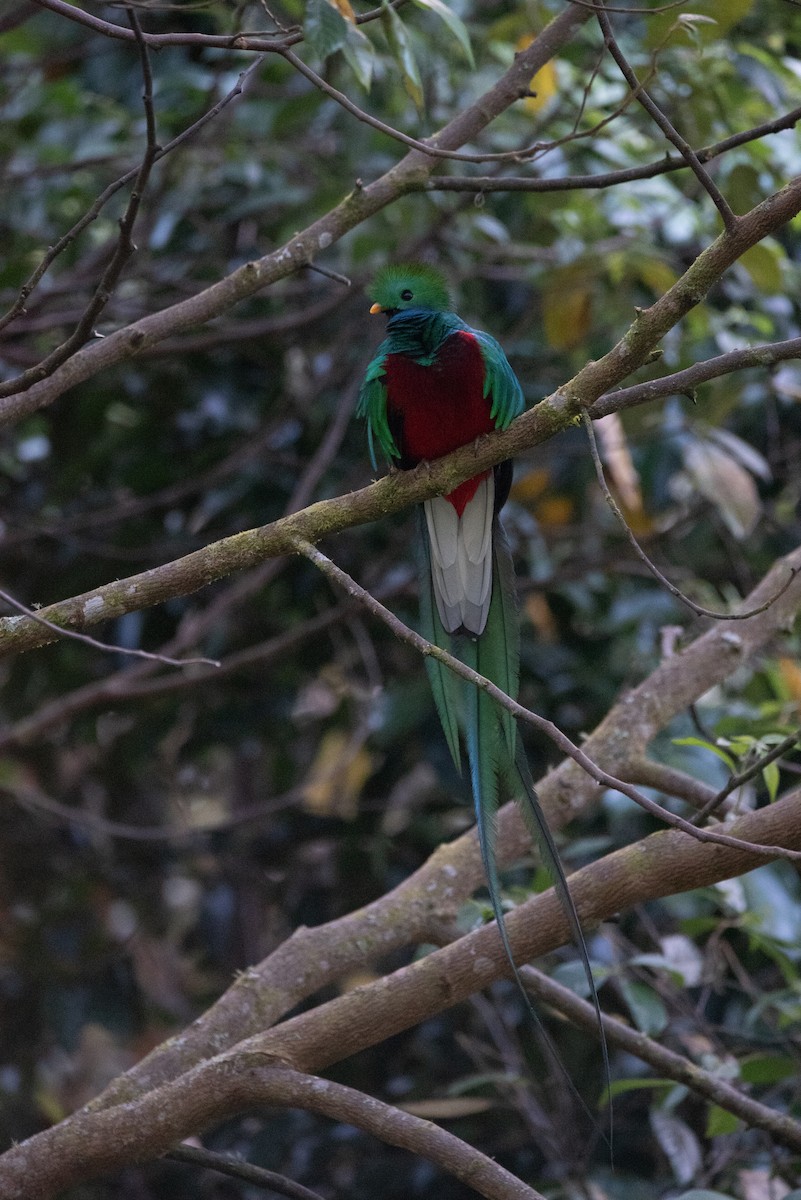 Resplendent Quetzal - Philippe Hénault