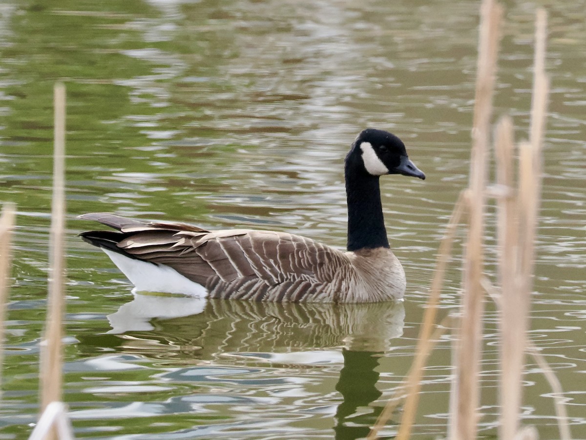 Cackling Goose - ML615968412