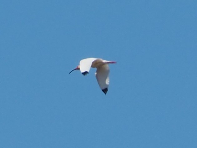 Ibis blanc - ML615968418