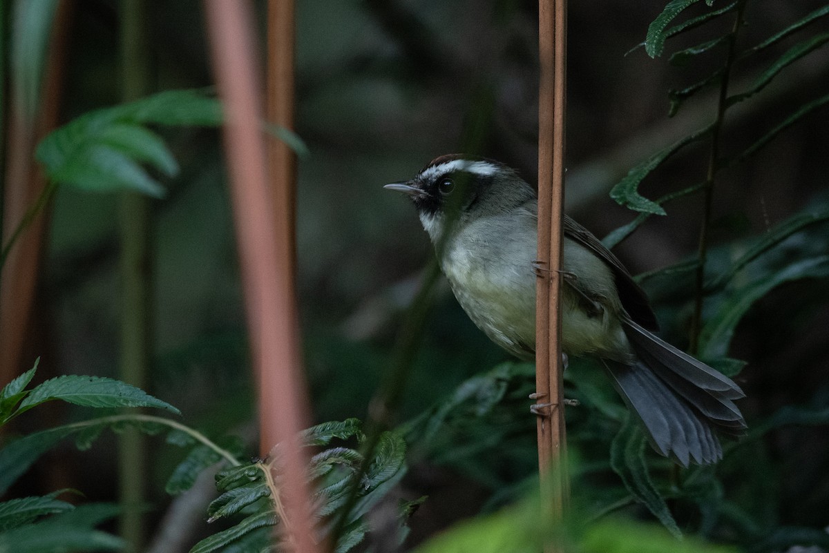 Black-cheeked Warbler - ML615968427