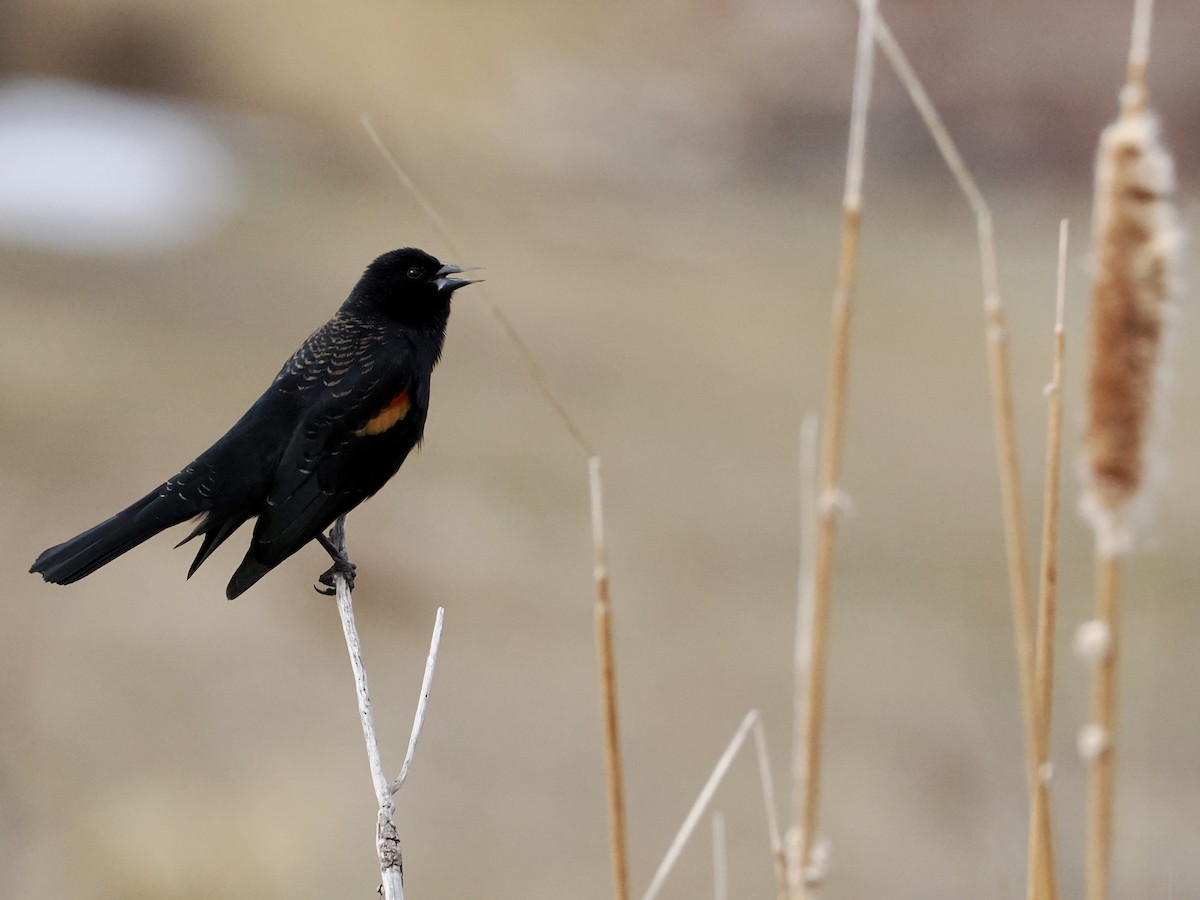 Red-winged Blackbird - ML615968441