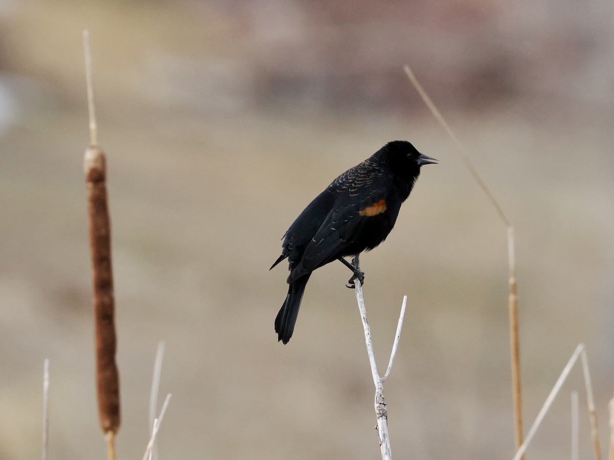 Red-winged Blackbird - ML615968444