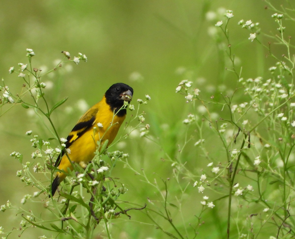 Saffron Siskin - ML615968461