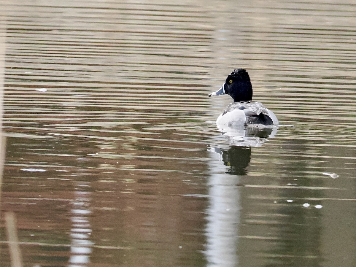 Ring-necked Duck - ML615968480