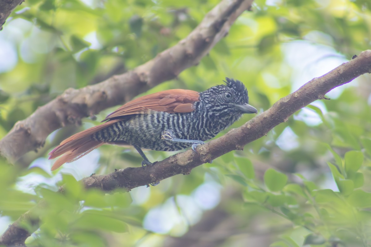 Chestnut-backed Antshrike - Francisco Valdevino Bezerra Neto