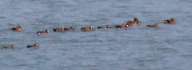 Blue-winged Teal - Dayron Breto