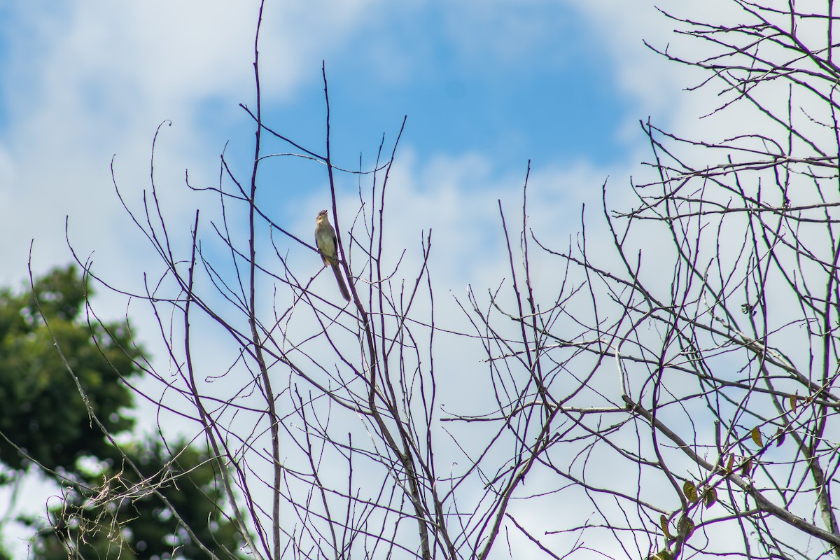 Striped Cuckoo - Francisco Valdevino Bezerra Neto