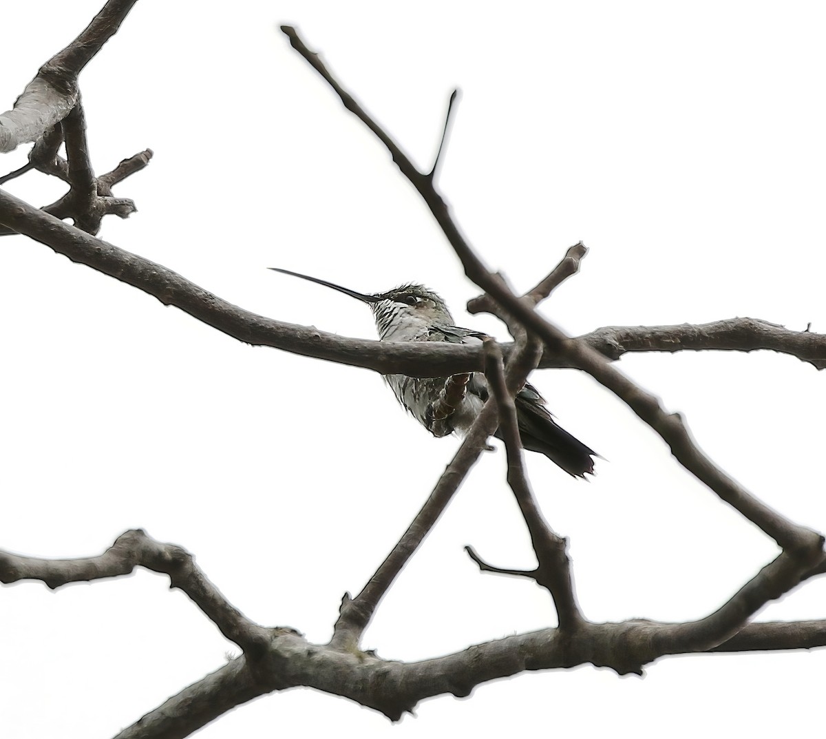 kolibřík cerradový - ML615968603