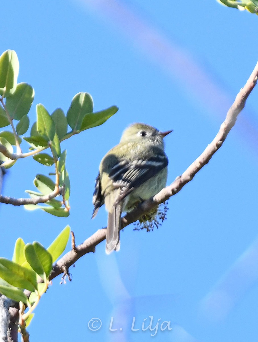 Hammond's Flycatcher - ML615968623