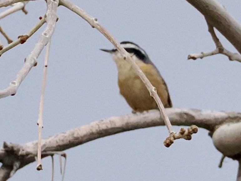 Red-breasted Nuthatch - ML615968637