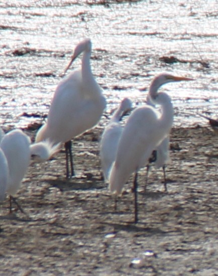 Great Egret - ML615968639