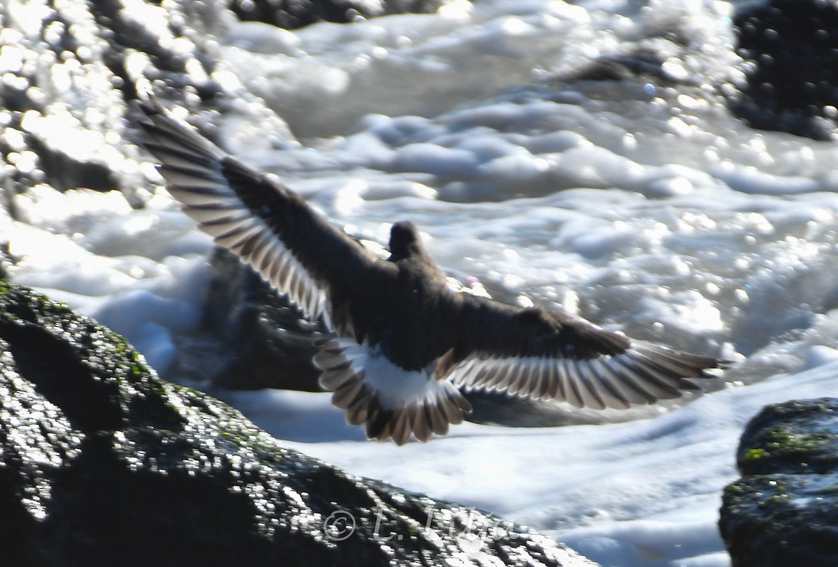 Surfbird - ML615968666