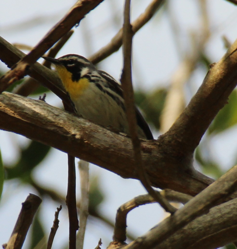 Yellow-throated Warbler - Dayron Breto