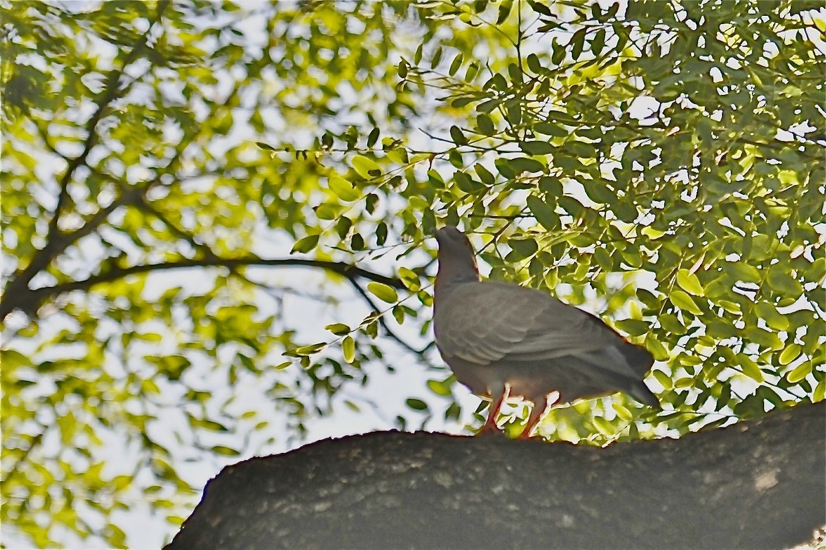 Picazuro Pigeon - Gerald Friesen