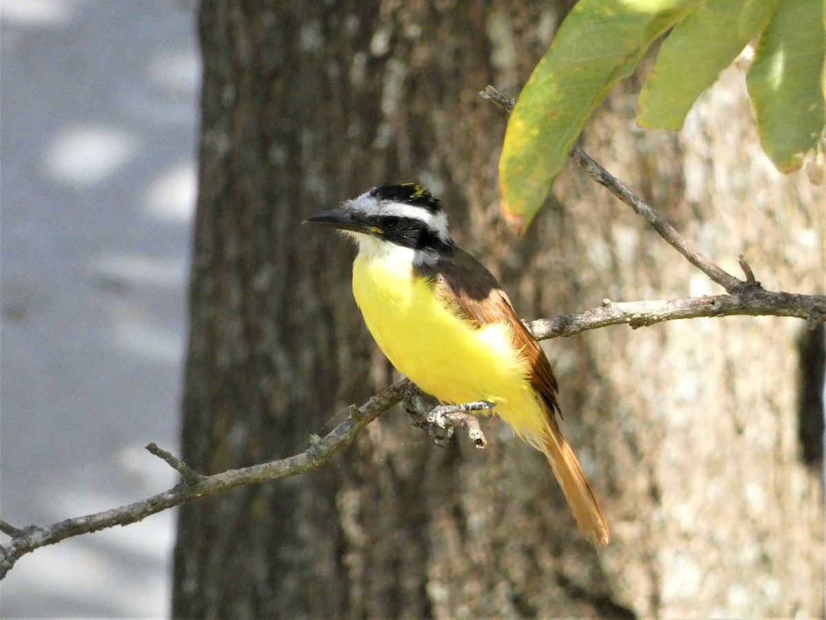 Great Kiskadee - ML615968709