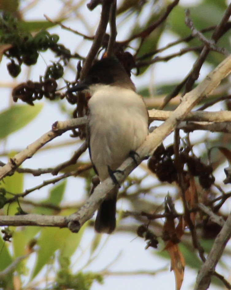 Loggerhead Kingbird - Dayron Breto