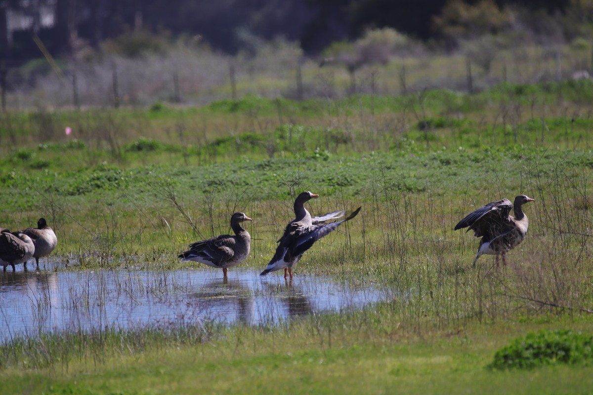 Greater White-fronted Goose - ML615968723