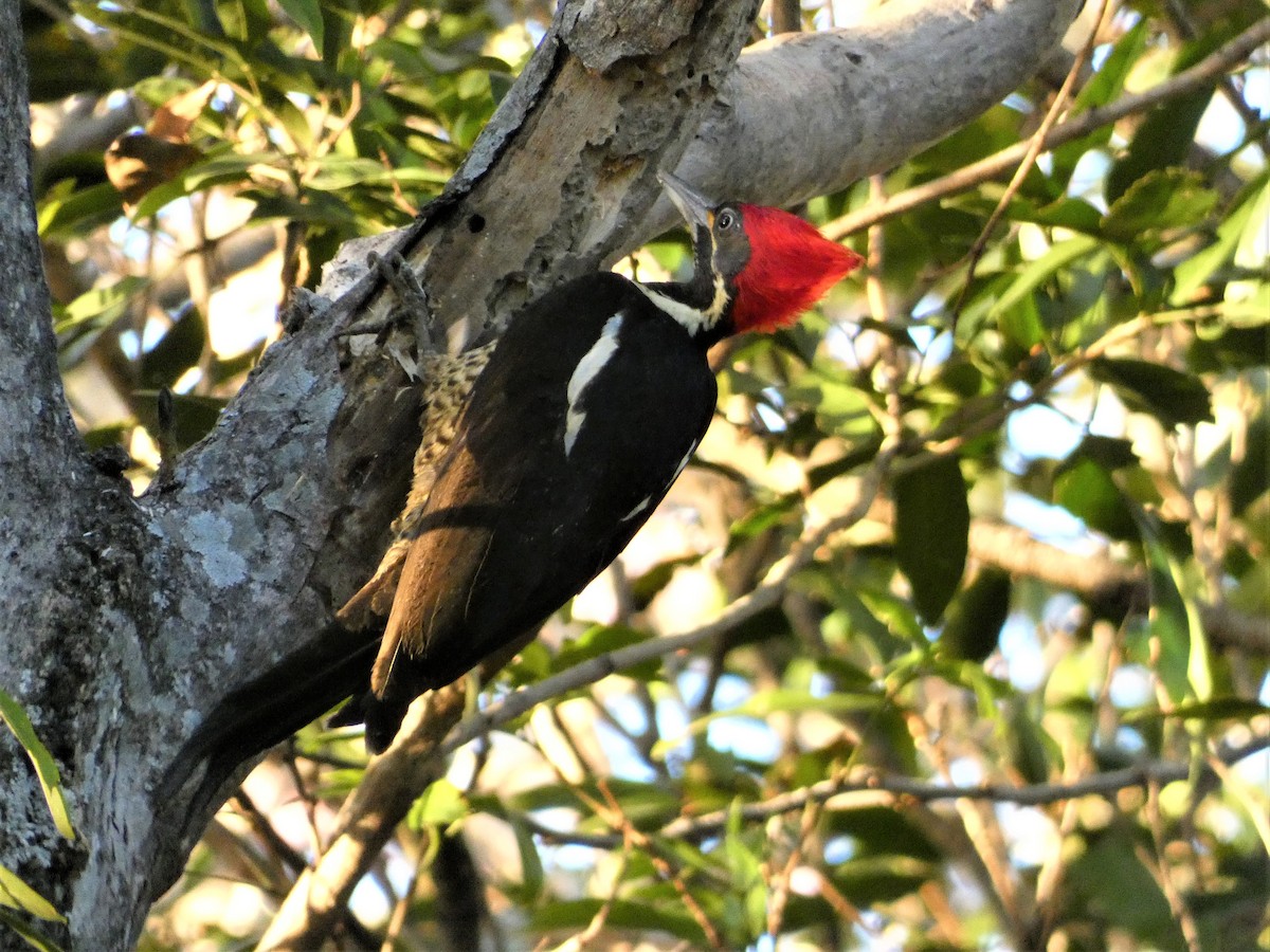 Lineated Woodpecker - ML615968741