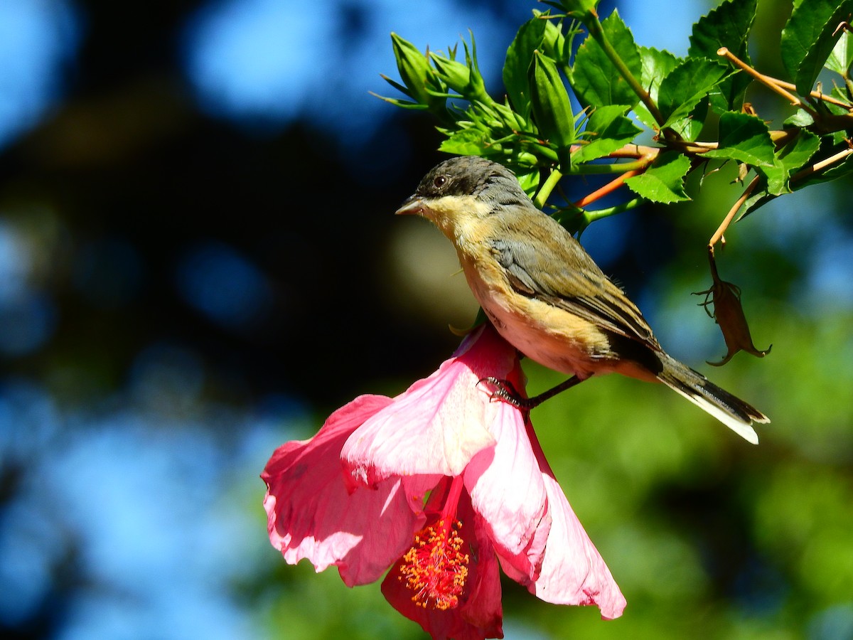 Black-capped Warbling Finch - ML615968749