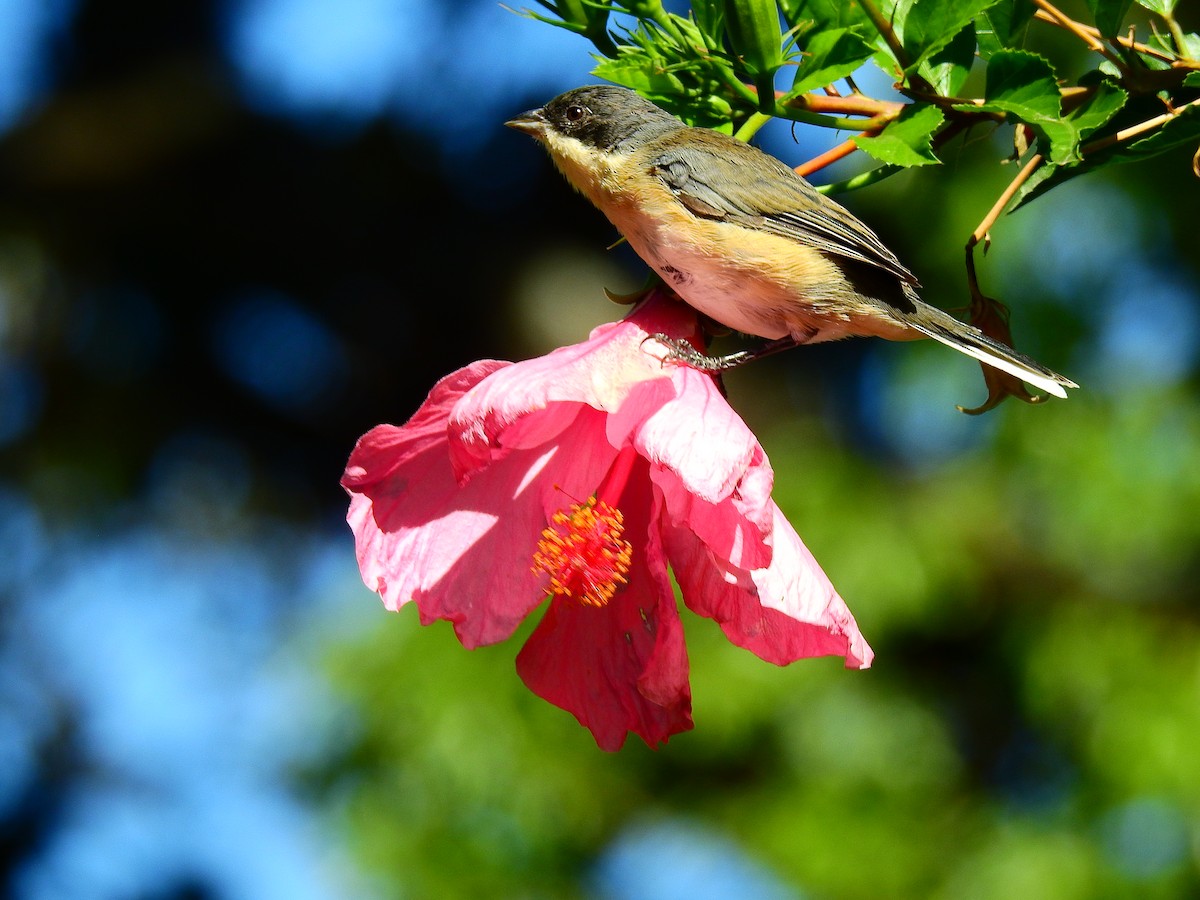 Black-capped Warbling Finch - ML615968750