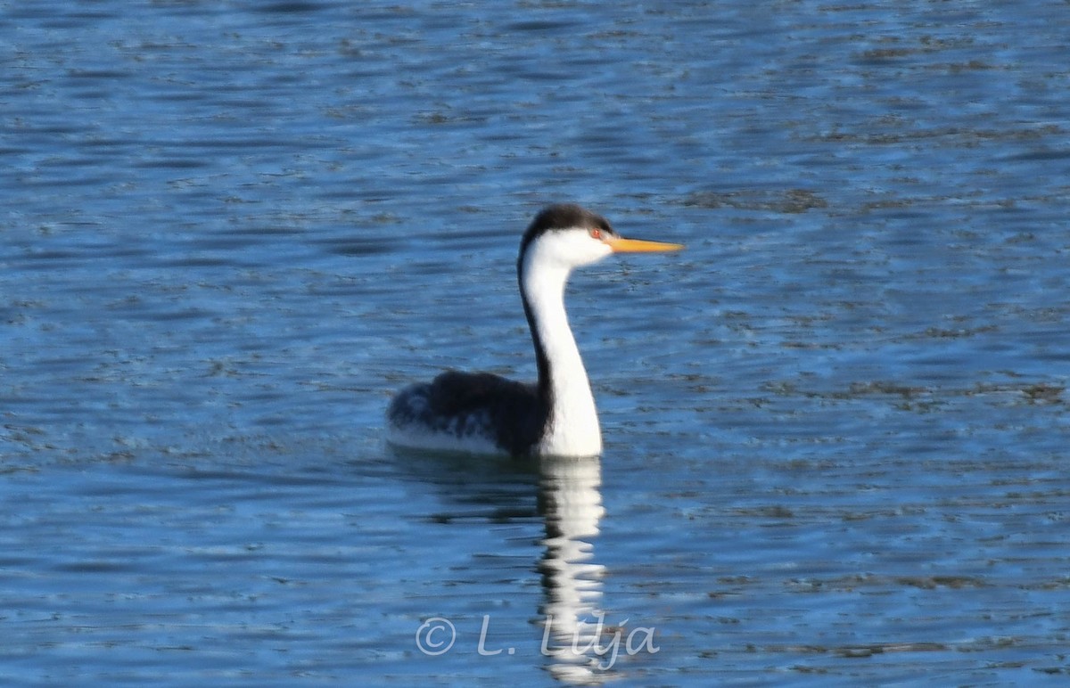 Western Grebe - ML615968754