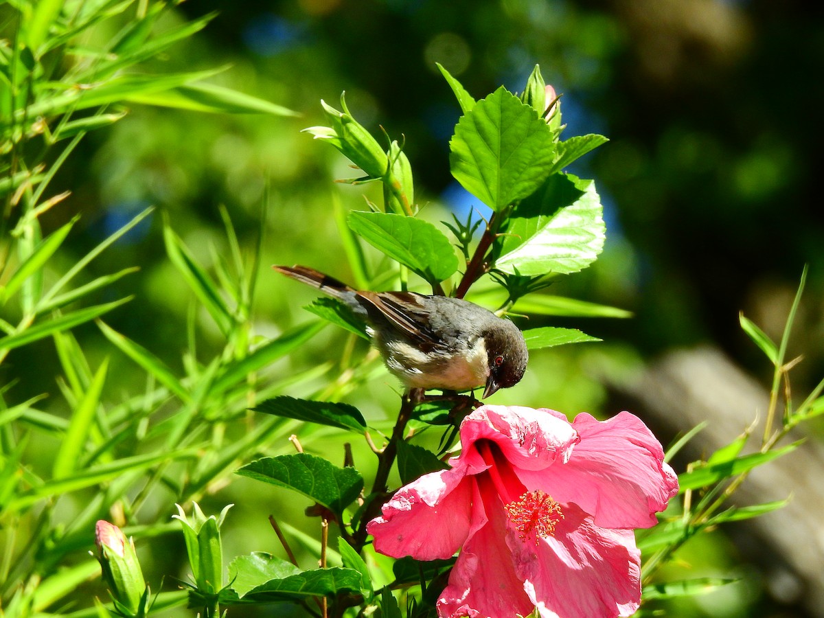 Black-capped Warbling Finch - ML615968758