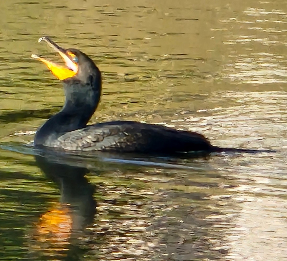 Great/Double-crested Cormorant - ML615968767