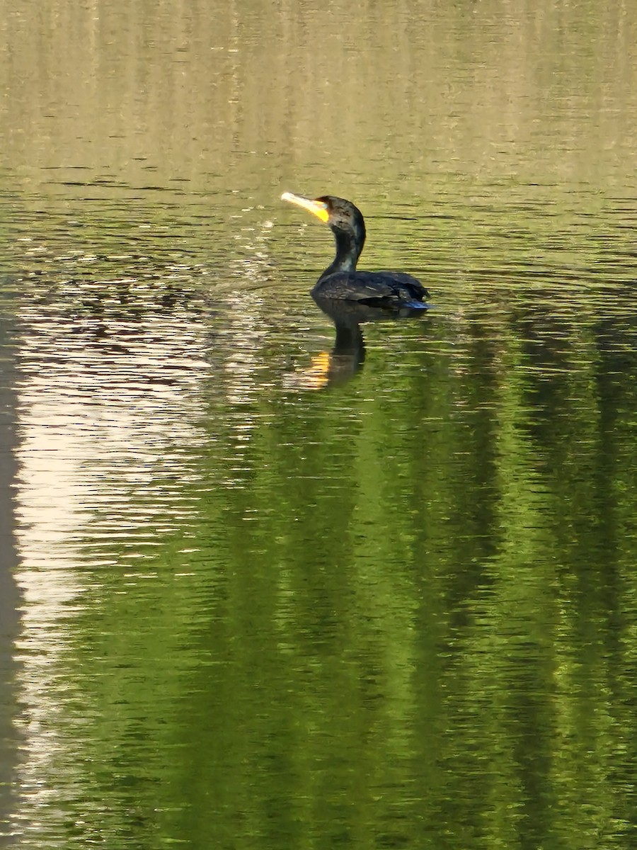 Great/Double-crested Cormorant - ML615968768